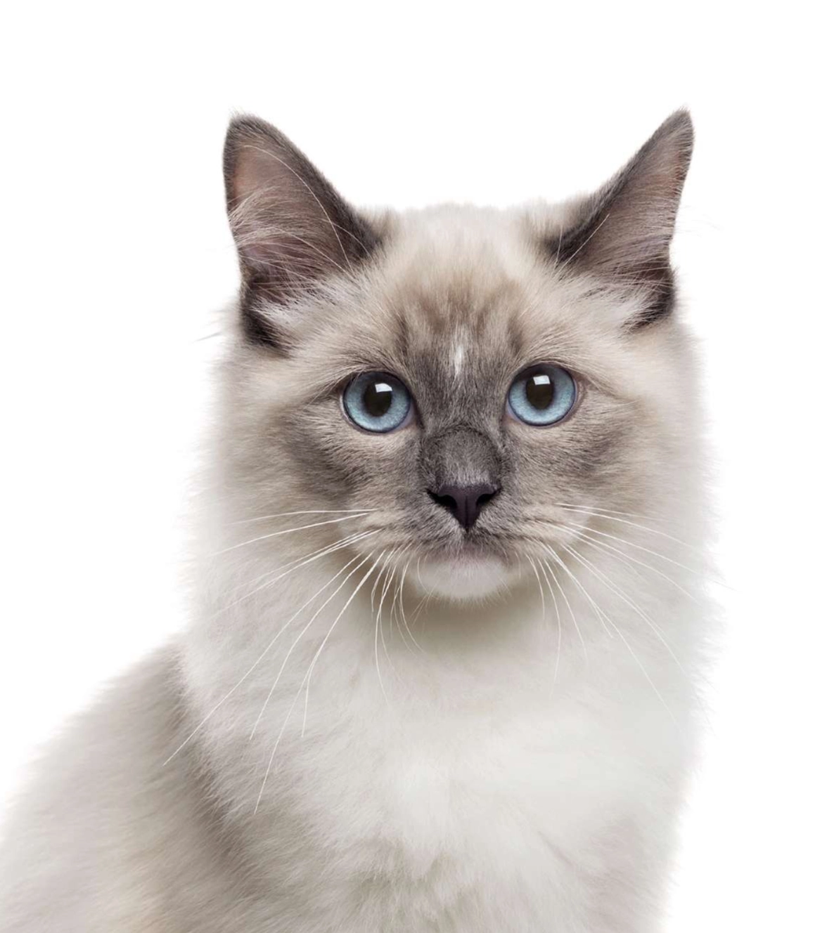 Gato de pelaje brillante con ojos azules